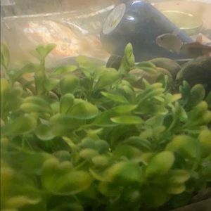 Meet your Posher, Nicky